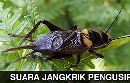 Suara Jangkrik Singkat Dan Jelas Mp3 Download